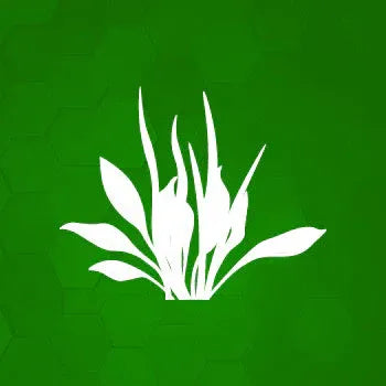 Mauvaises herbes sur la pelouse Image